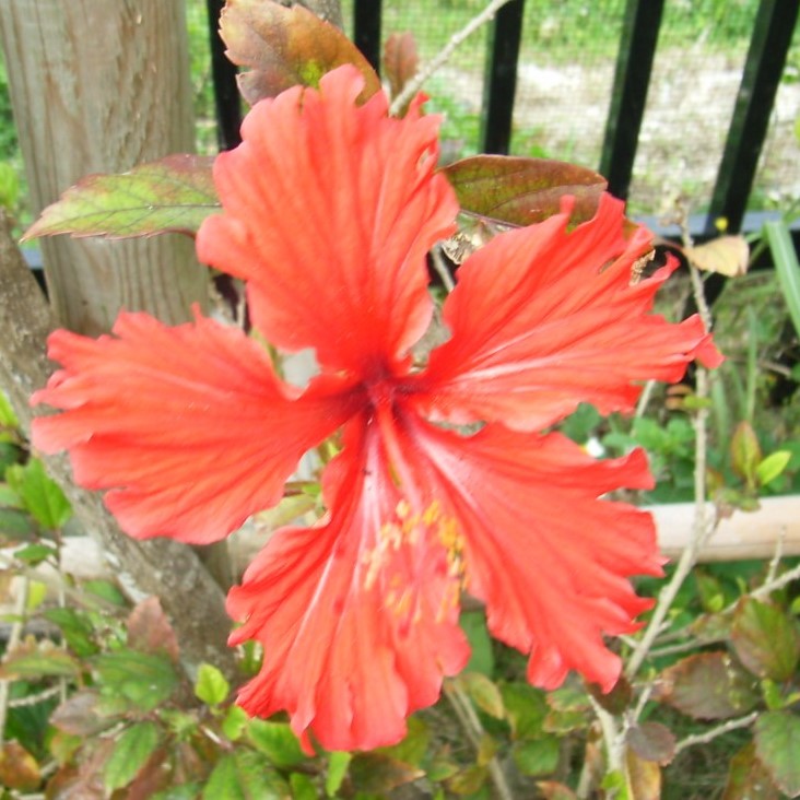 Hibiscus flowers