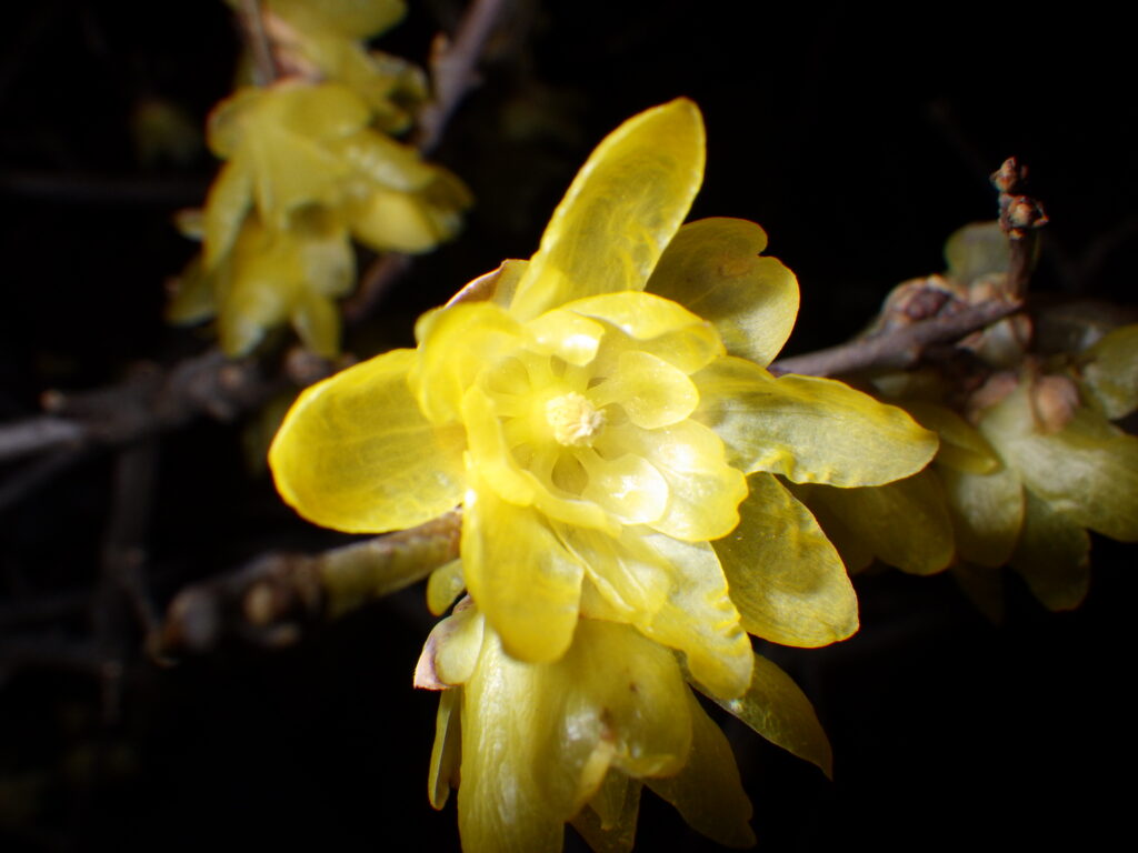 ソシンロウバイの花の内部