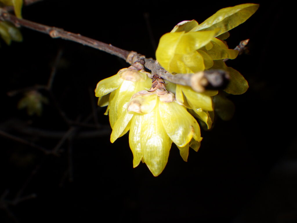 ソシンロウバイの花