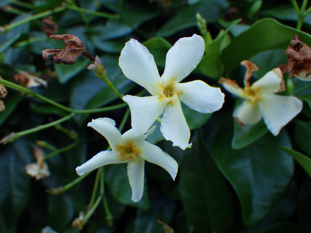 Trachelospermum asiaticum inflorescence