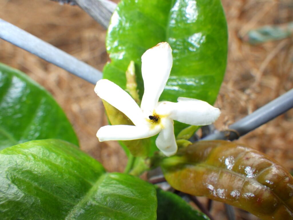 Flowers of the jasmine vine
