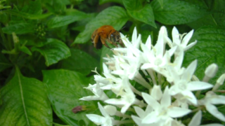 Amegilla Florea Adult