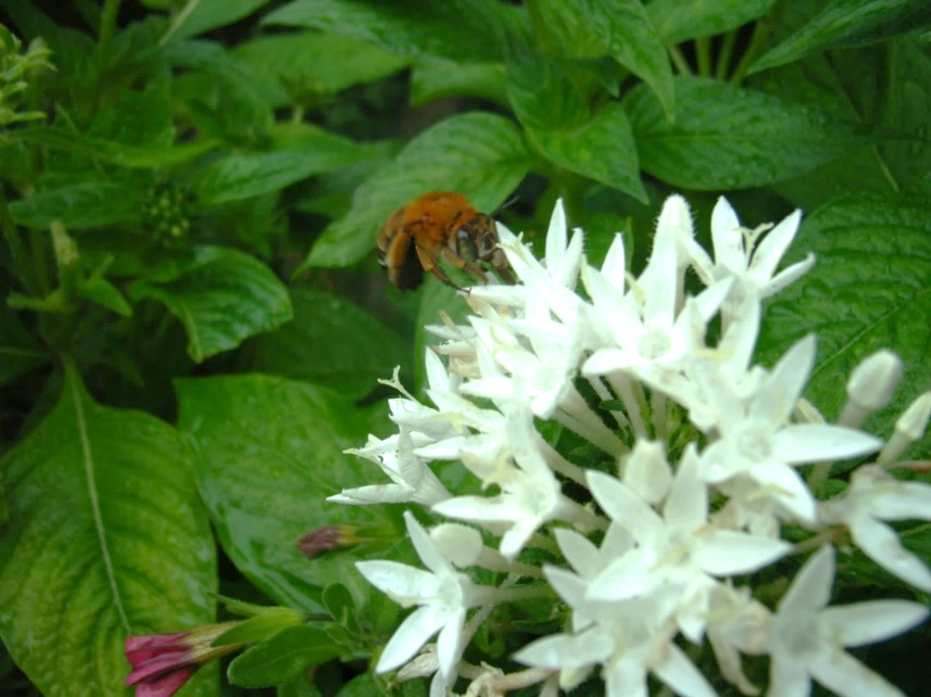 Amegilla Florea Adult