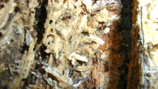 Aphaenogaster Japonica Adult