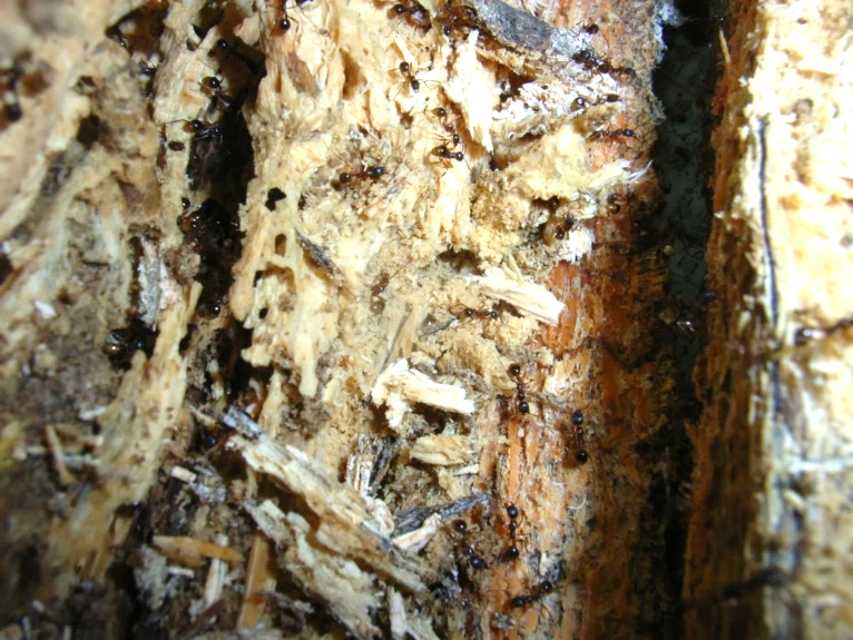 Aphaenogaster Japonica Adult