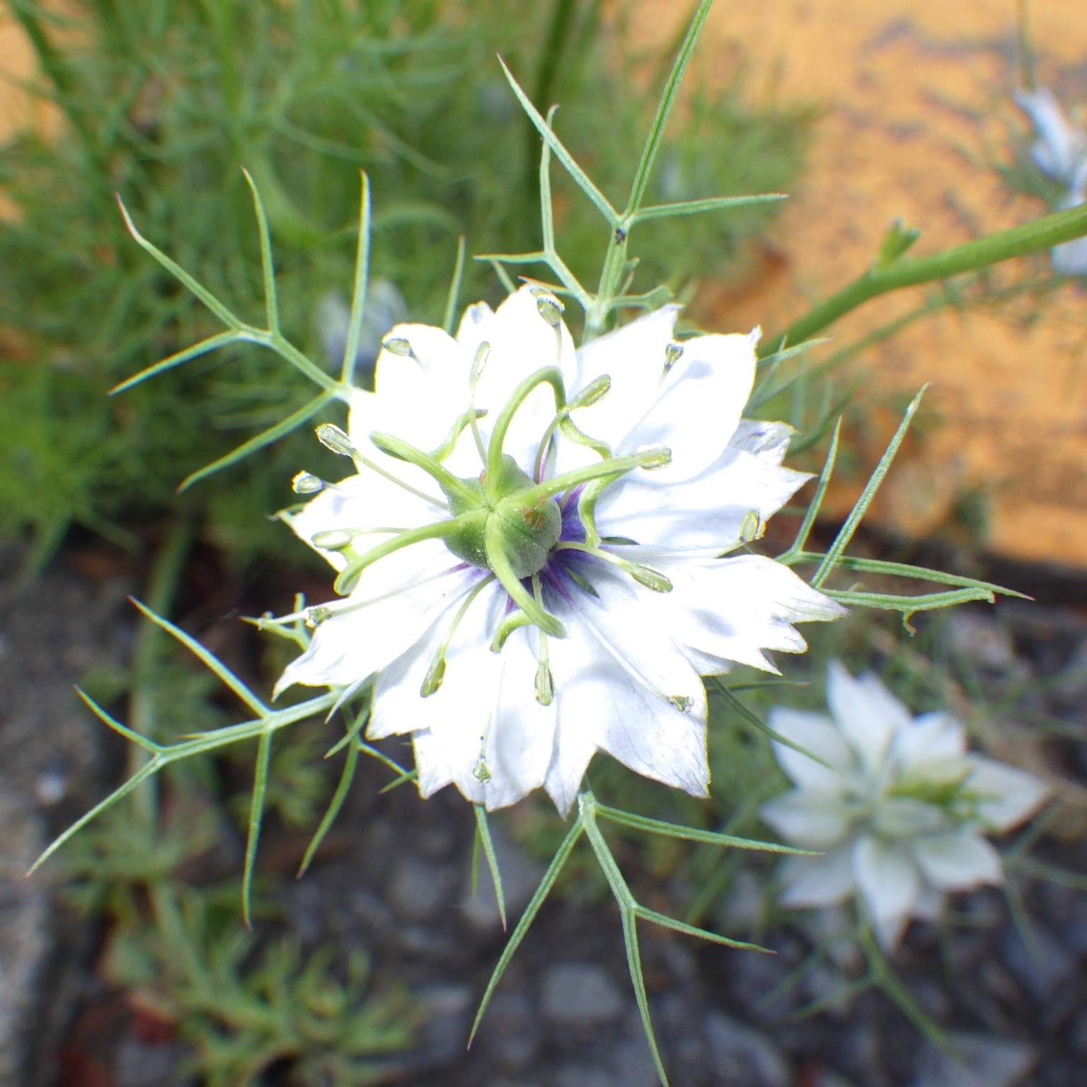 ニゲラ（クロタネソウ）とブラッククミン（ニオイクロタネソウ）の違い