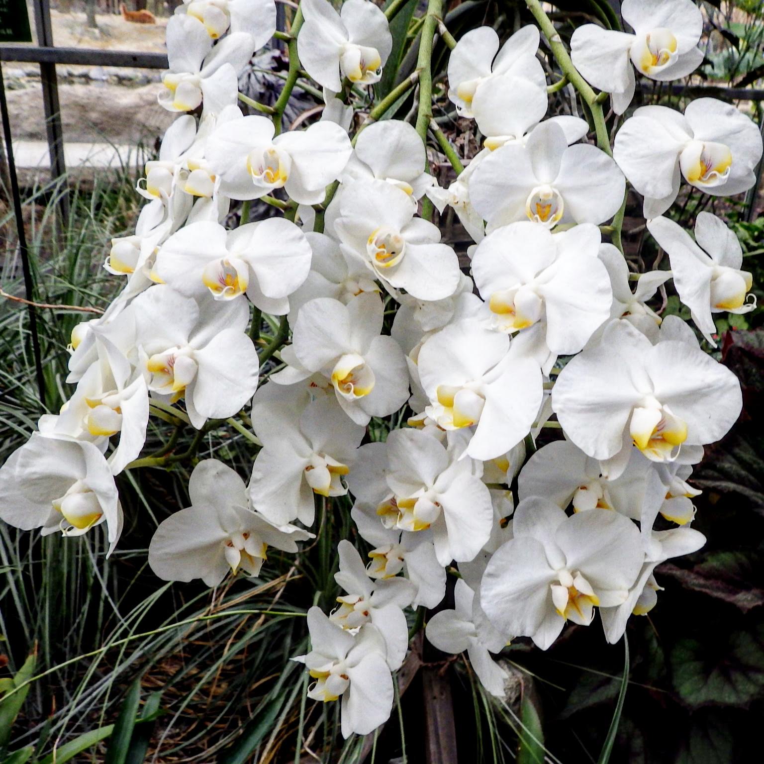 コチョウランとファレノプシスには違いあり！似た種類の見分け方を解説