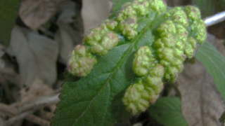 Phyllocoptes Carilubi Gall