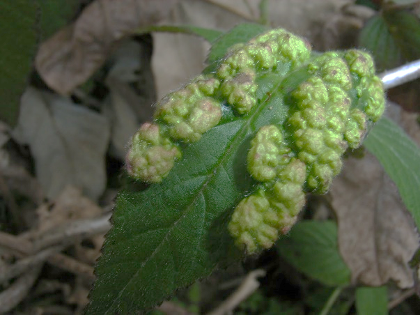 Phyllocoptes Carilubi Gall