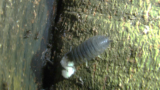 Porcellio Scaber Preying On Stemonitis