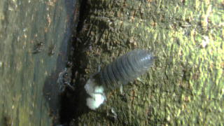 Porcellio Scaber Preying On Stemonitis