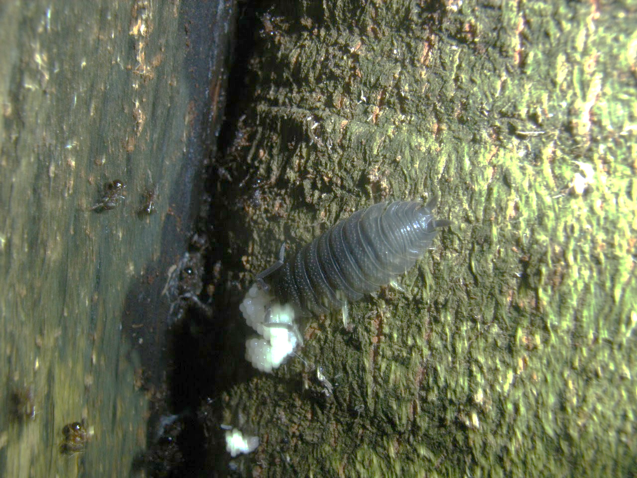 Porcellio Scaber Preying On Stemonitis