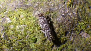 Stimulopalpus Japonicus Adult