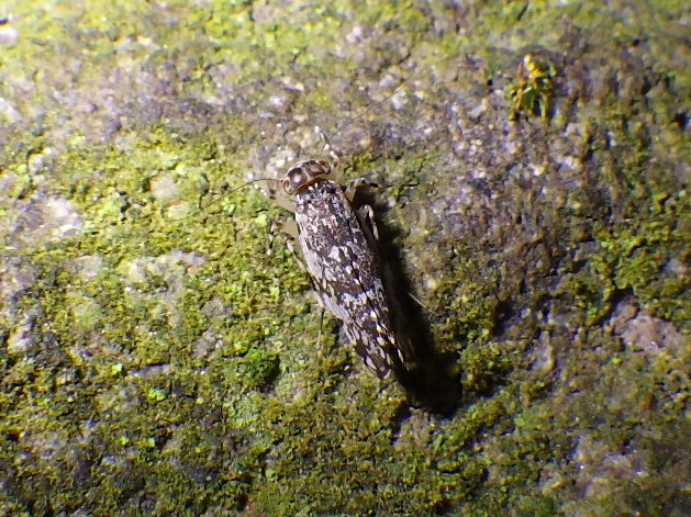 Stimulopalpus Japonicus Adult
