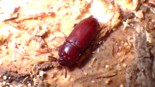 Uloma Hikosana Adult