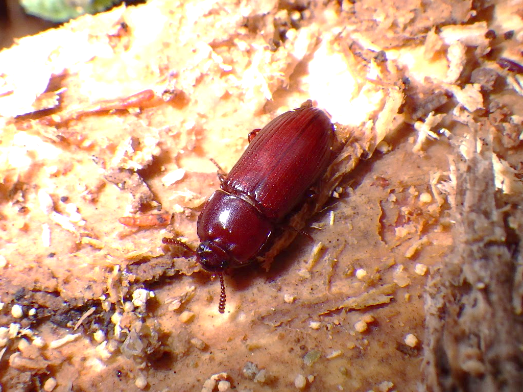 Uloma Hikosana Adult