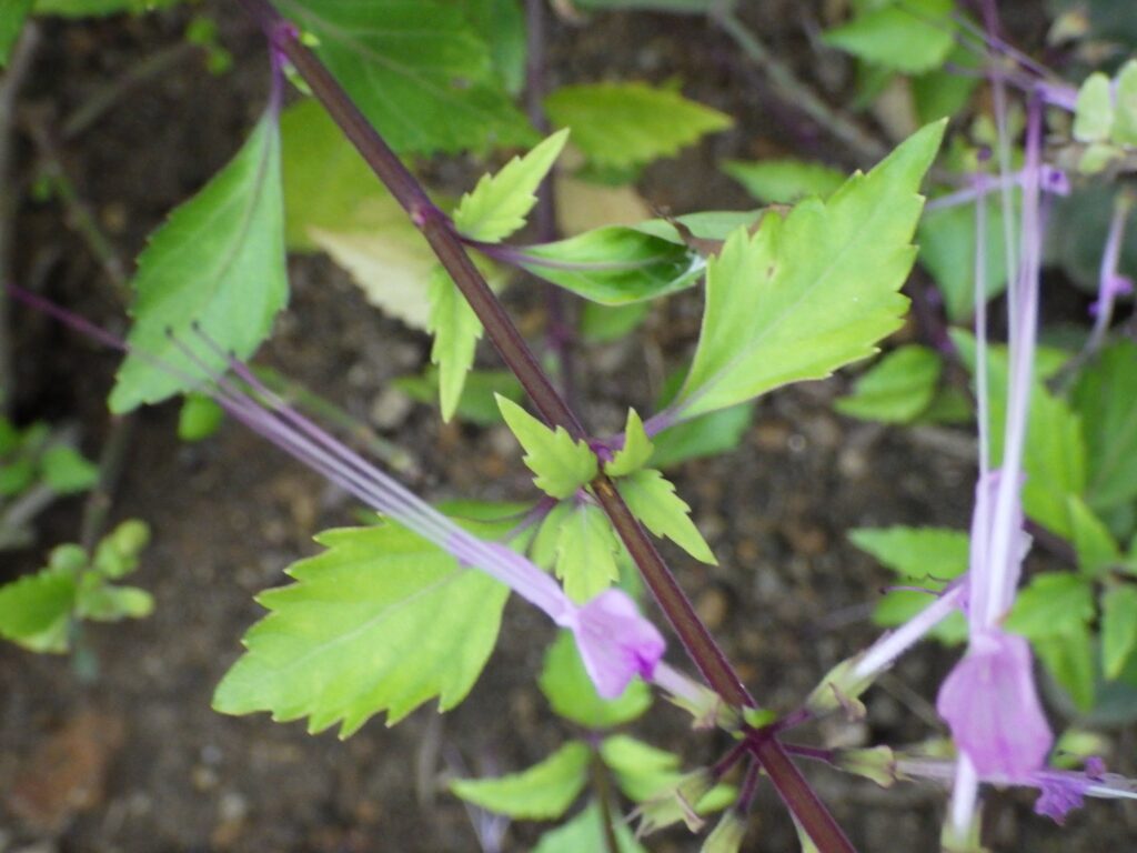 Cat's Whiskers leaves