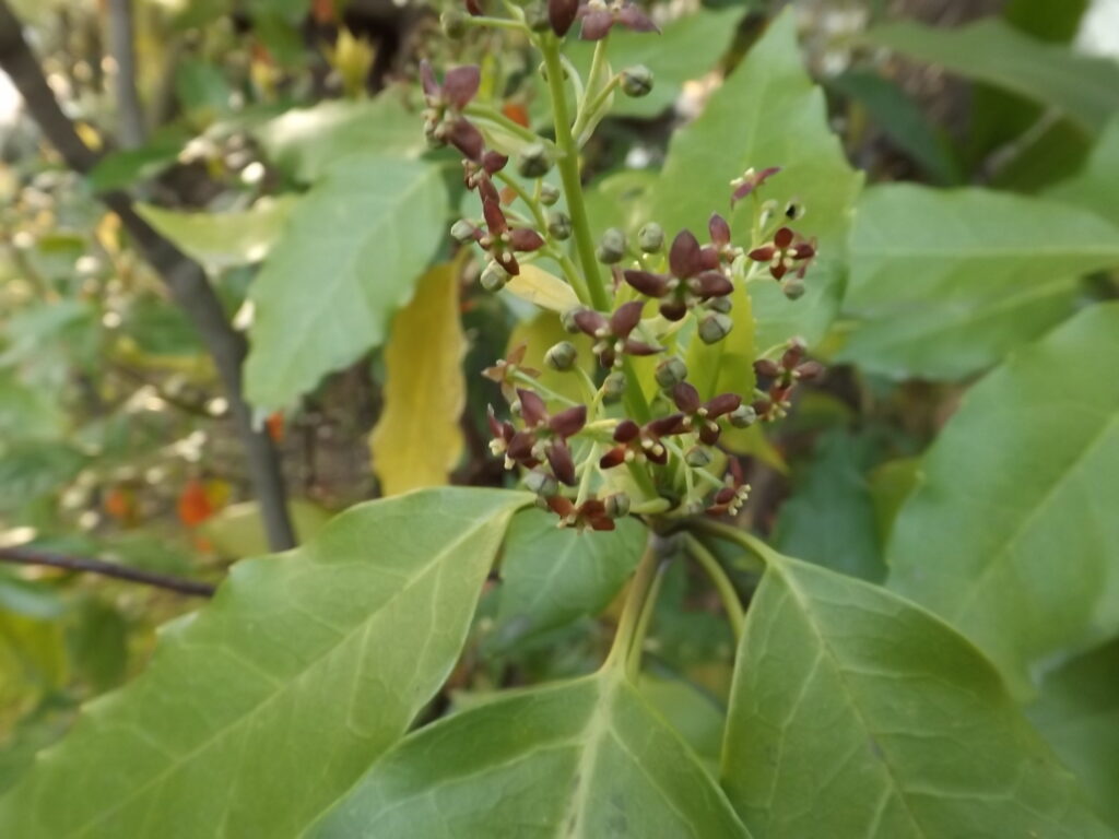 ナンゴクアオキの雄花（鹿児島大学産）