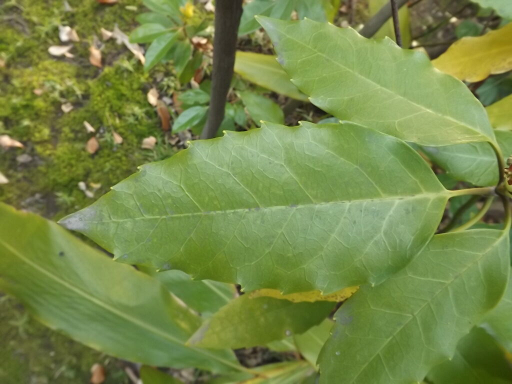 ナンゴクアオキの葉（鹿児島大学産）