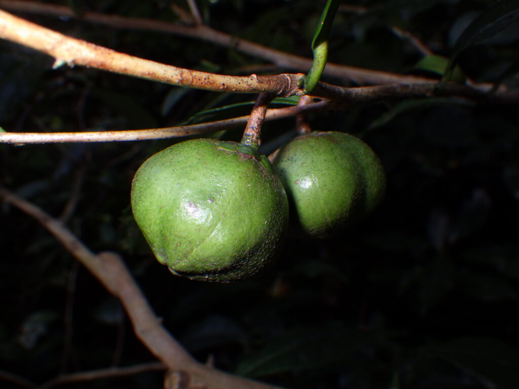 Unripe fruit of the tea plant