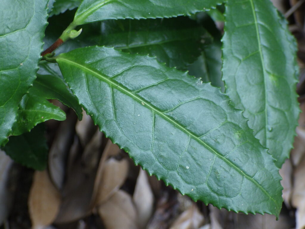 Upper surface of tea plant leaves