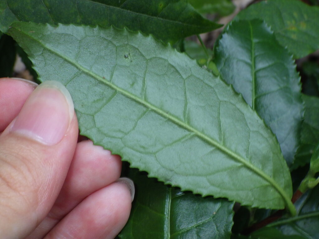 Underside of tea plant leaves