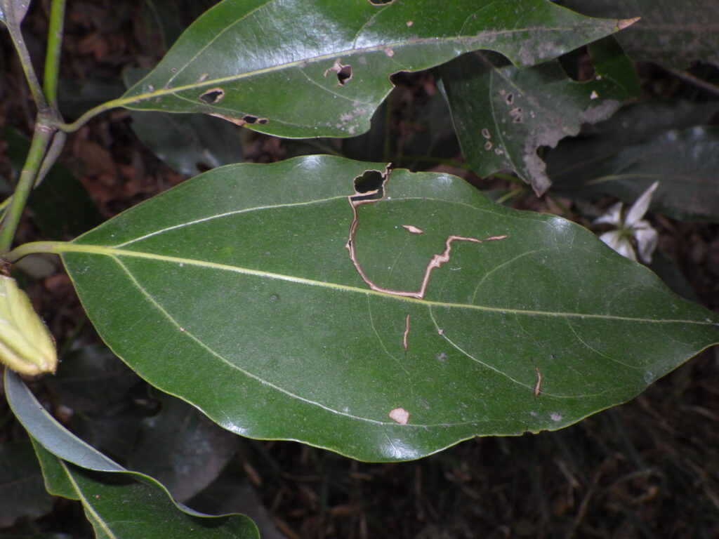 シロダモの葉上面