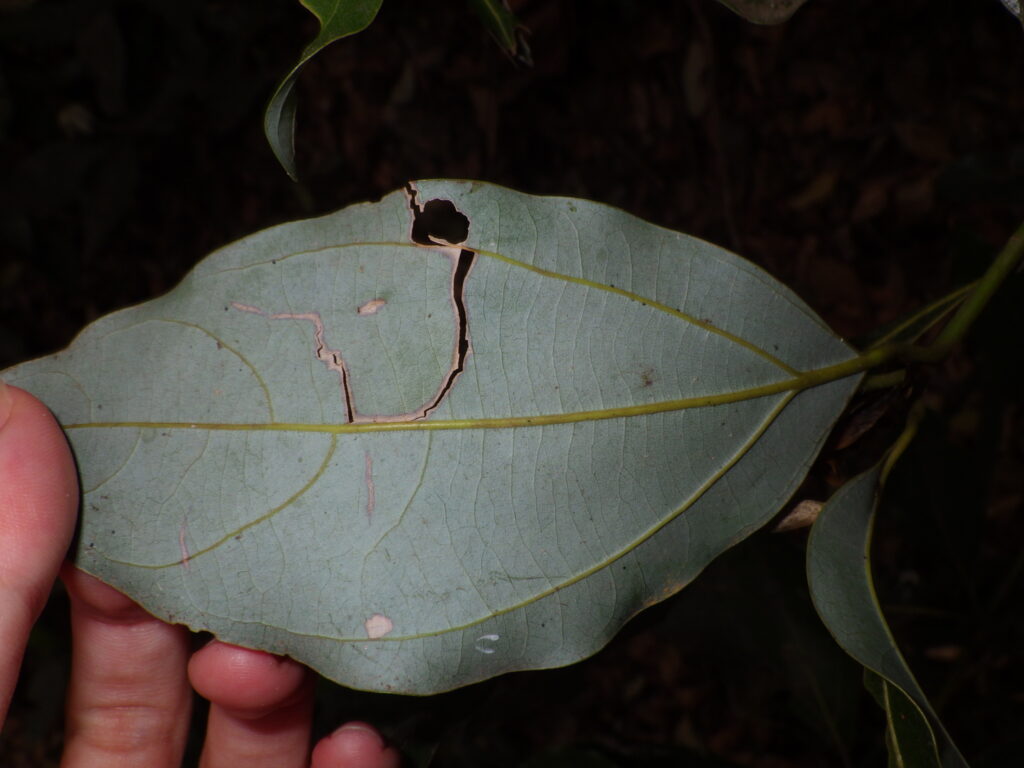 シロダモの葉下面