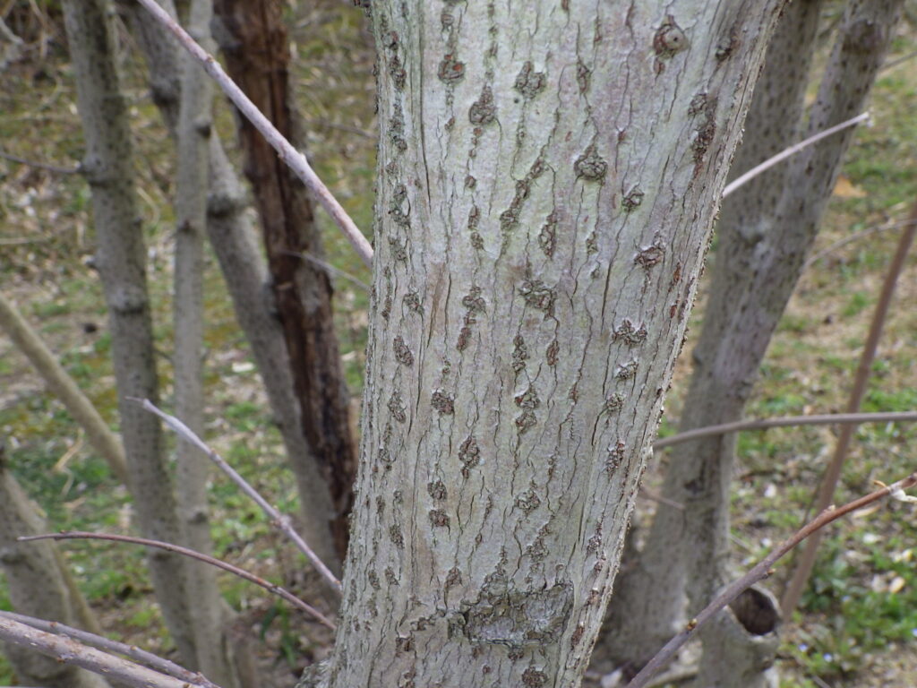 ロウバイの樹皮