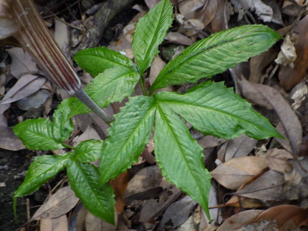 ミミガタテンナンショウの葉上面