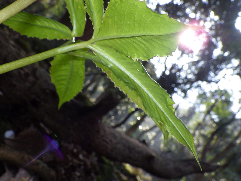 The underside of a normal leaf of Arisaema ringens