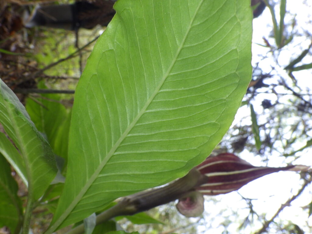 ミミガタテンナンショウの葉下面