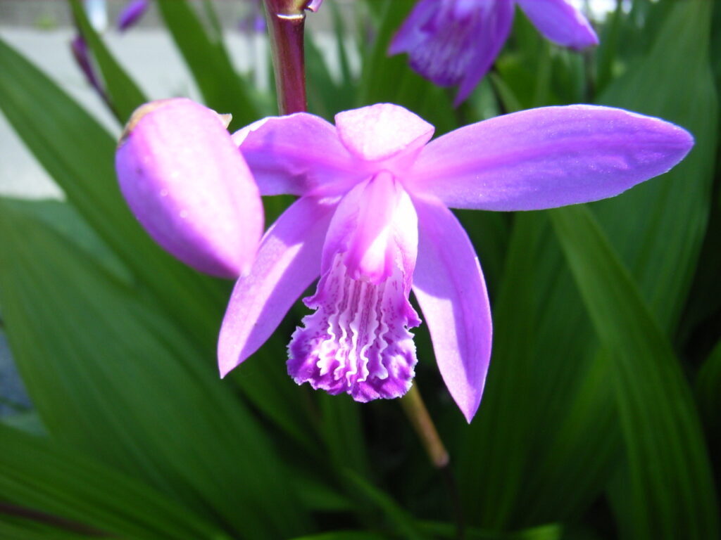 シランの花