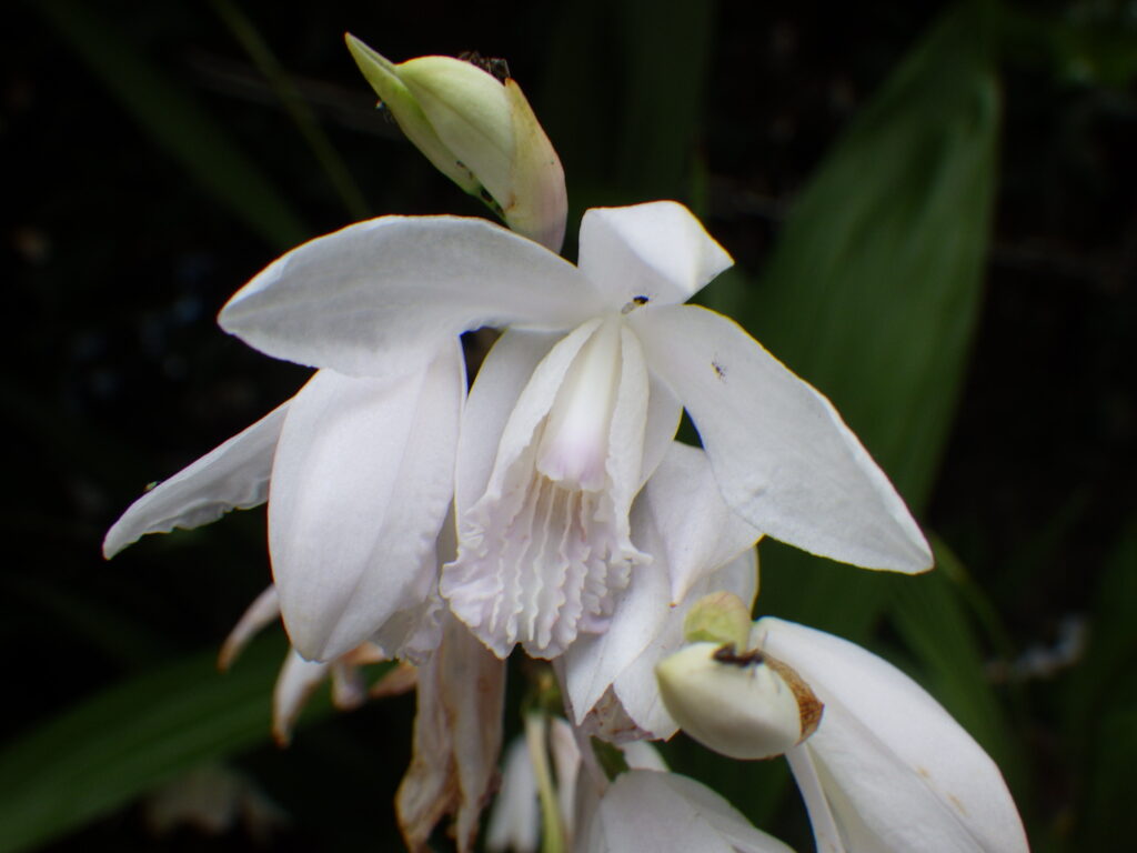 シロバナシランの花
