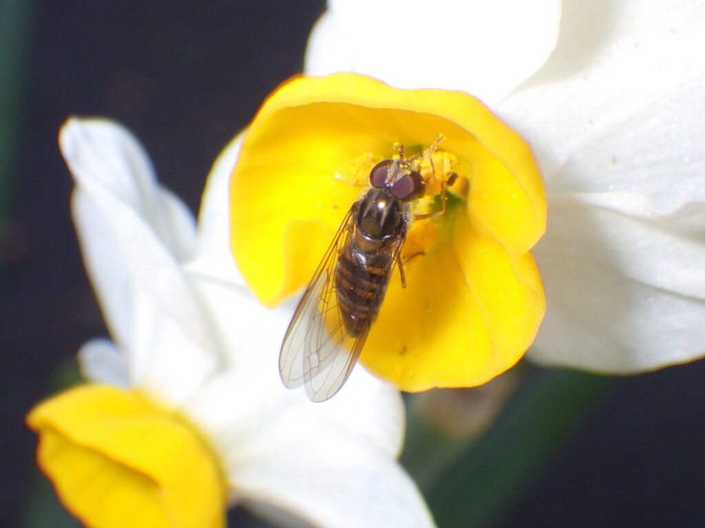 ニホンズイセンに訪花するホソヒラタアブ