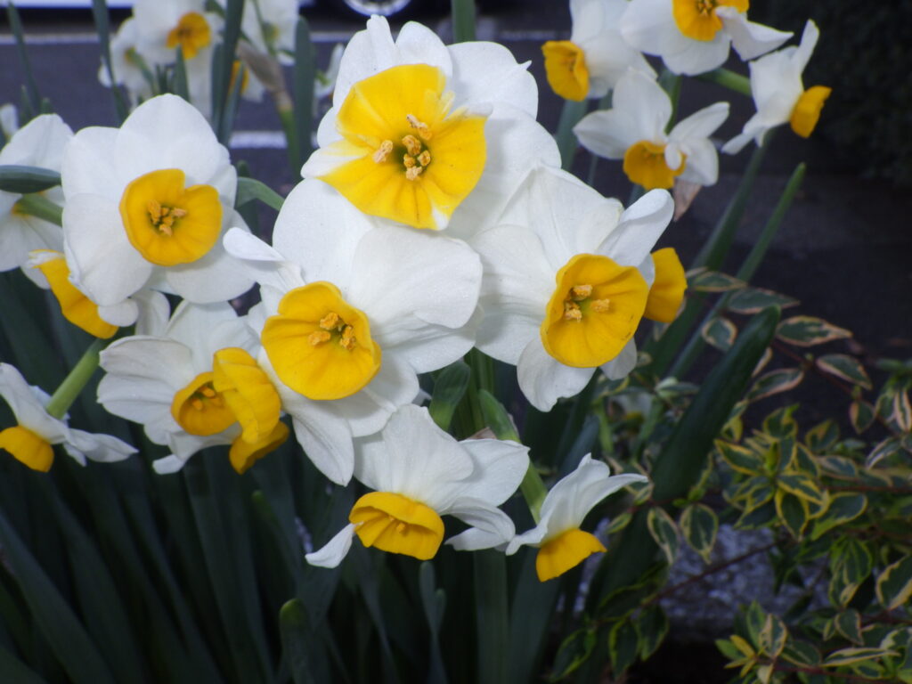 ニホンズイセンの花