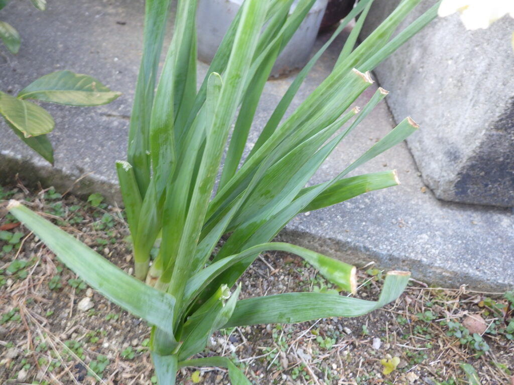 ヤエズイセン Narcissus tazetta 'Plenus' の葉