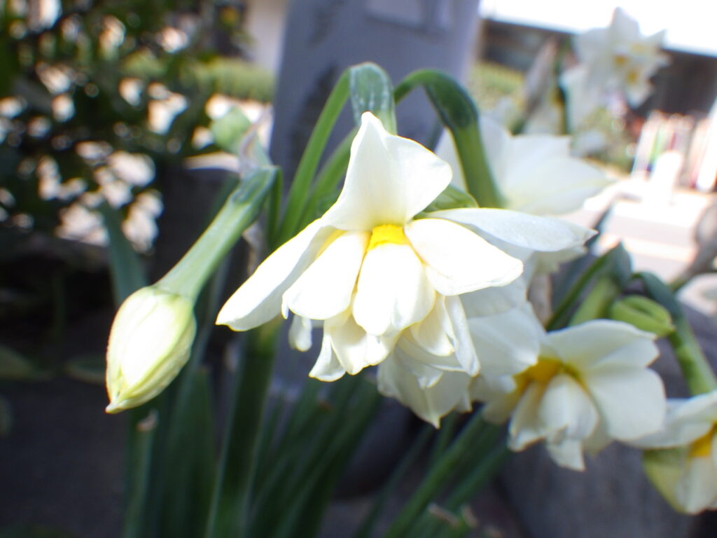 ヤエズイセン Narcissus tazetta 'Plenus' の花