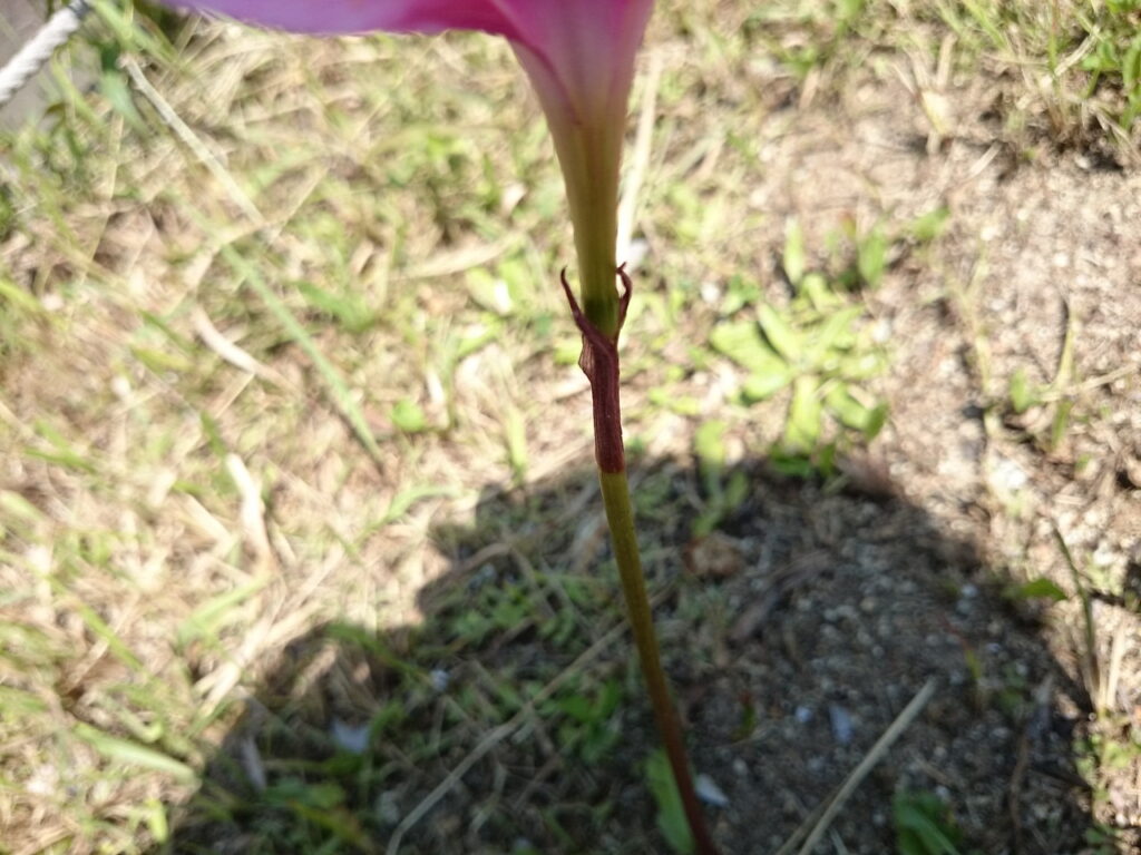 サフランモドキの苞
