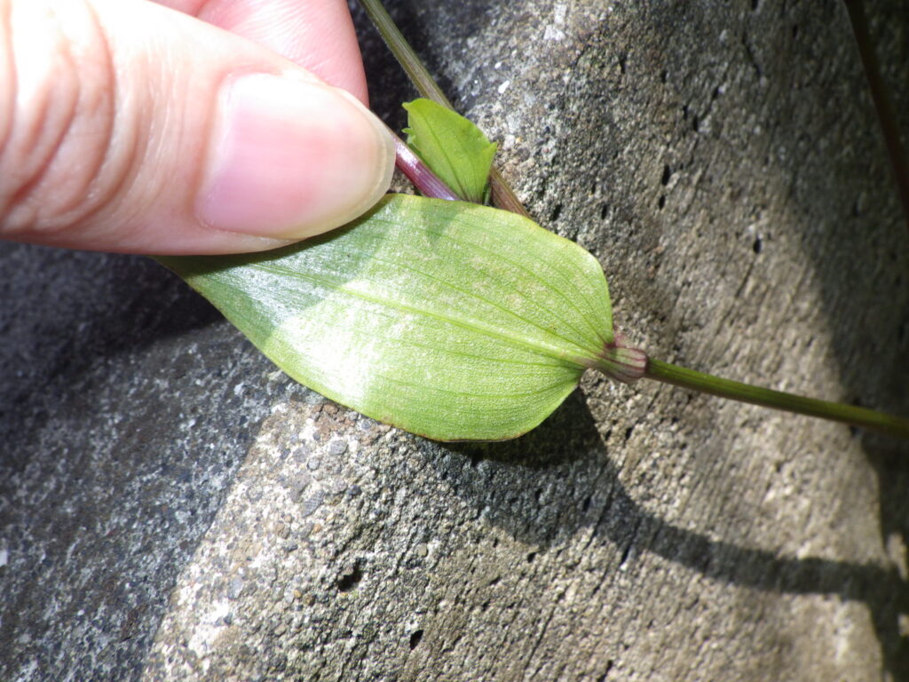 ノハカタカラクサの葉下面