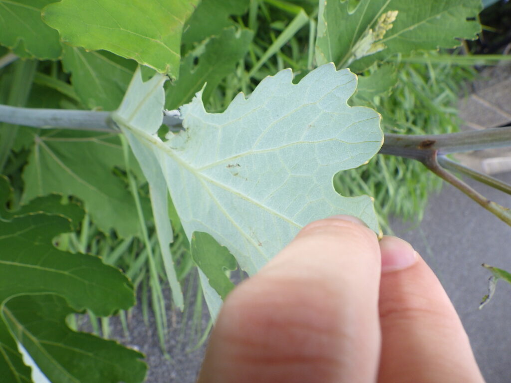 タケニグサの葉下面