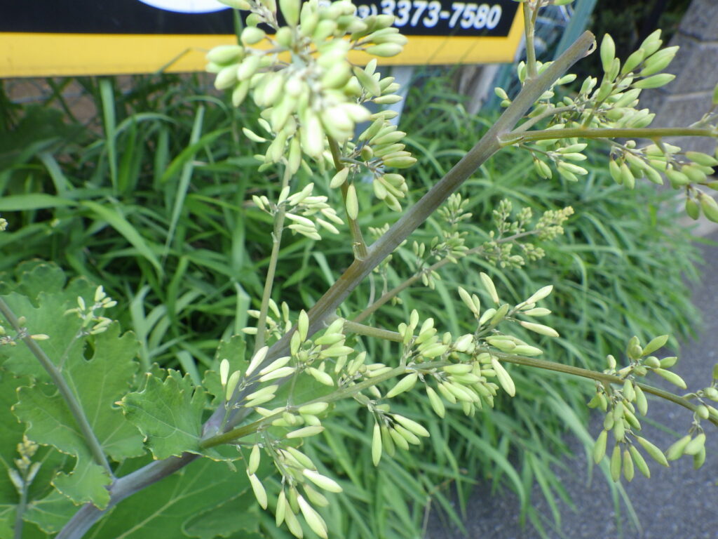 タケニグサの蕾
