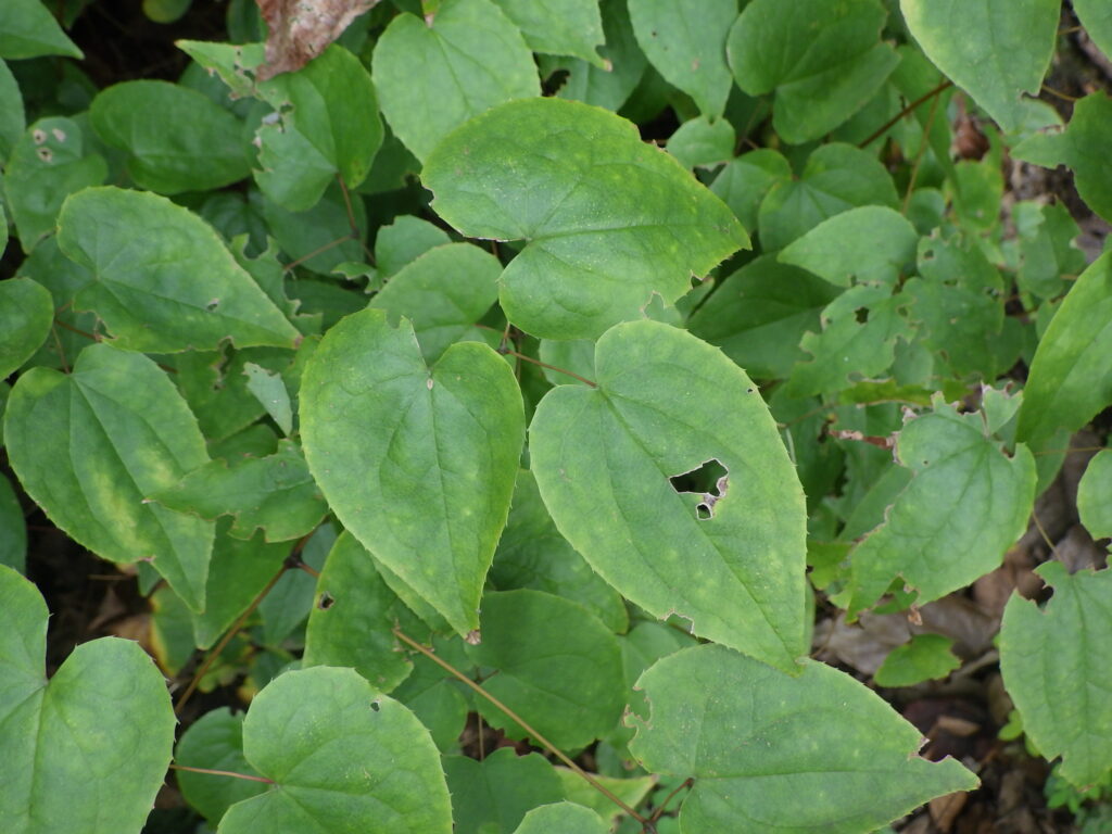 イカリソウの葉