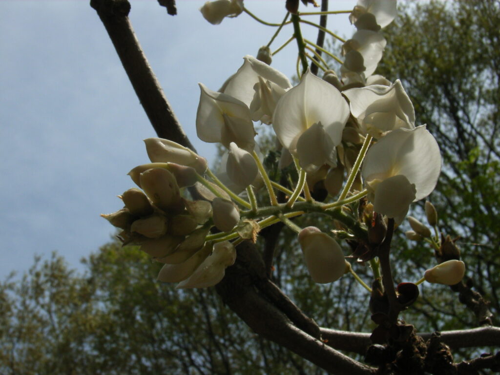 シロバナフジの花