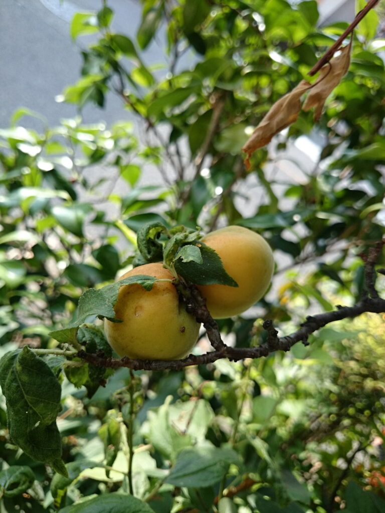 アンズの果実