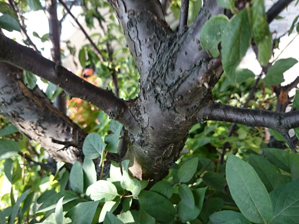 アンズの樹皮