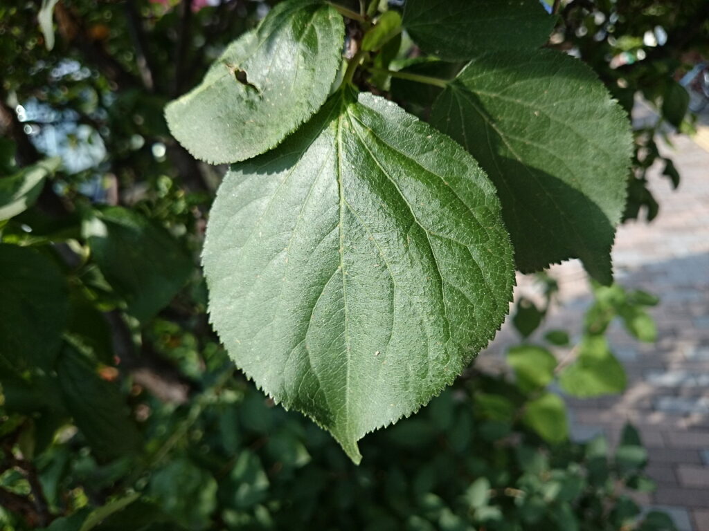アンズの葉上面