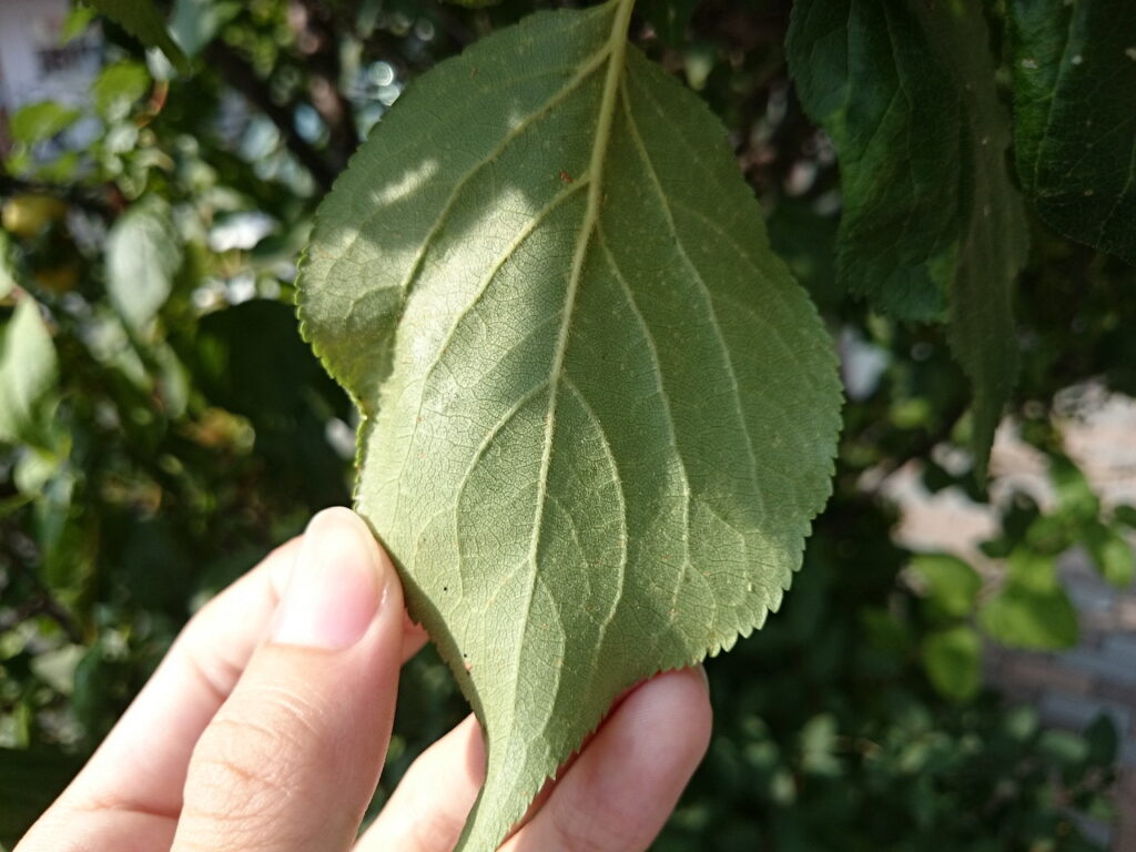 アンズの葉下面