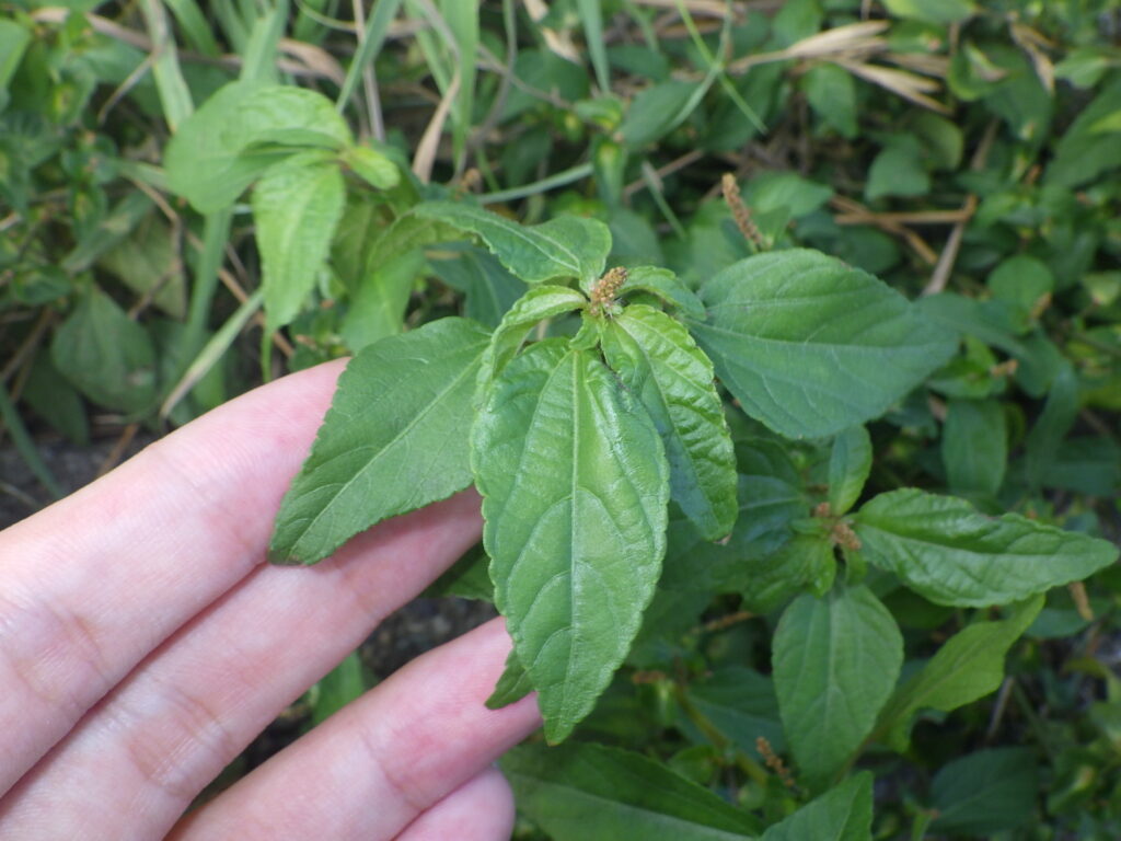 ビロードエノキグサの葉上面