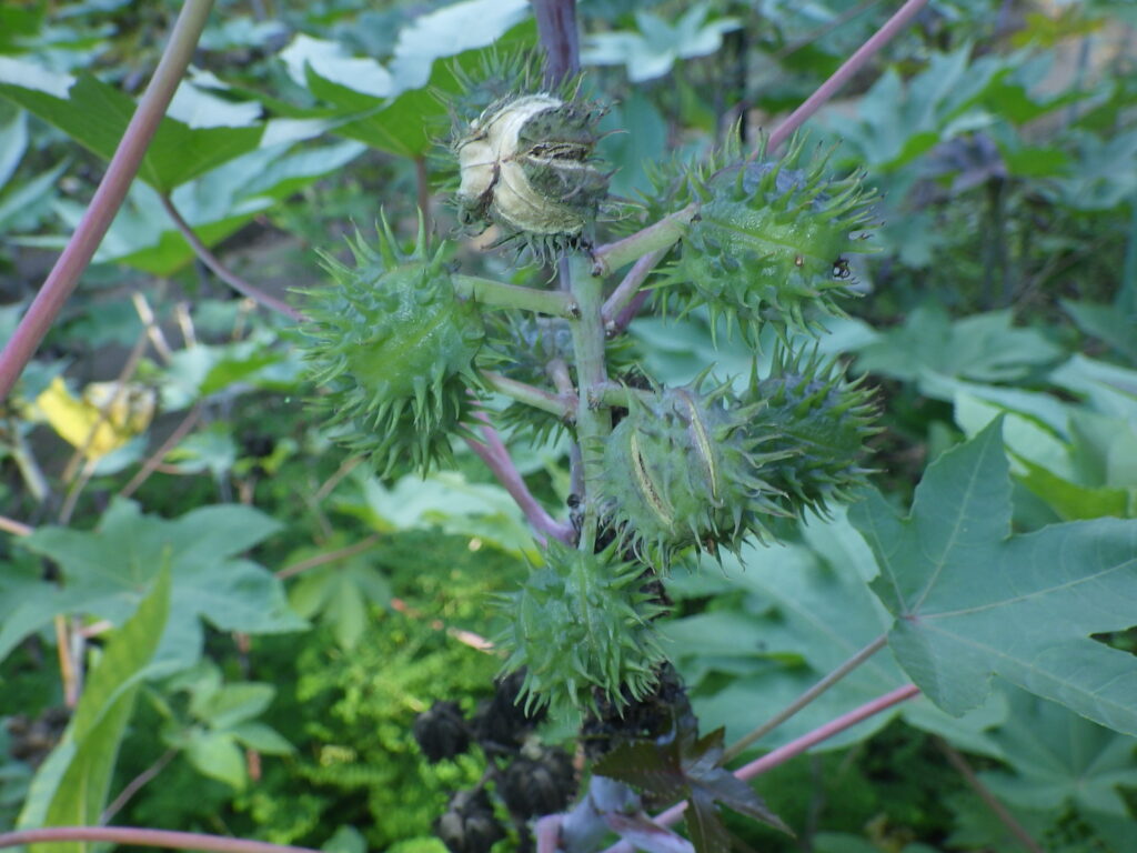 Unripe castor bean fruit